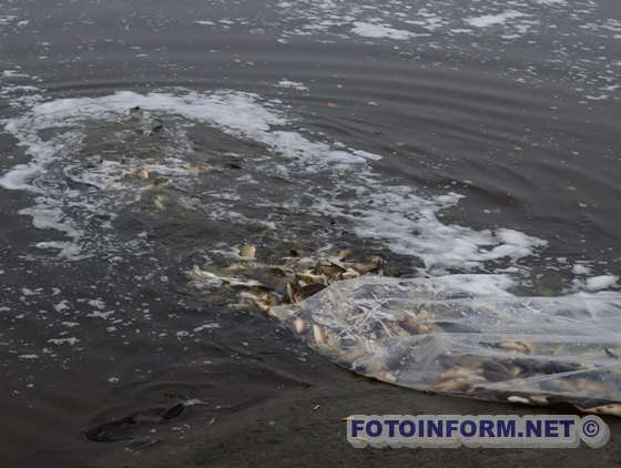 Водосховища на Кіровоградщині збагатилися 6 тоннами молоді риби